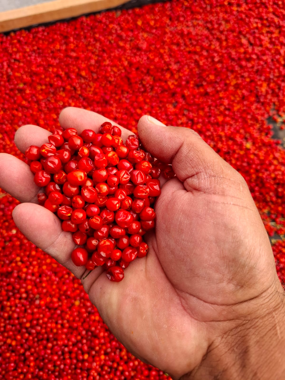 Chiltepín Rojo