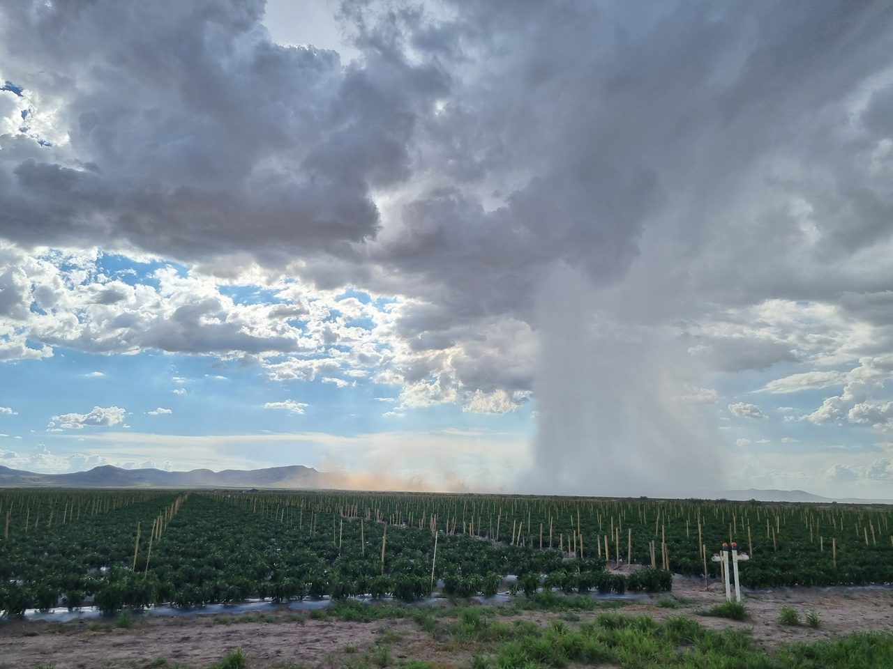 Tormenta de verano sobre el campo de chile, Valle de Gigantes, Chihuahua