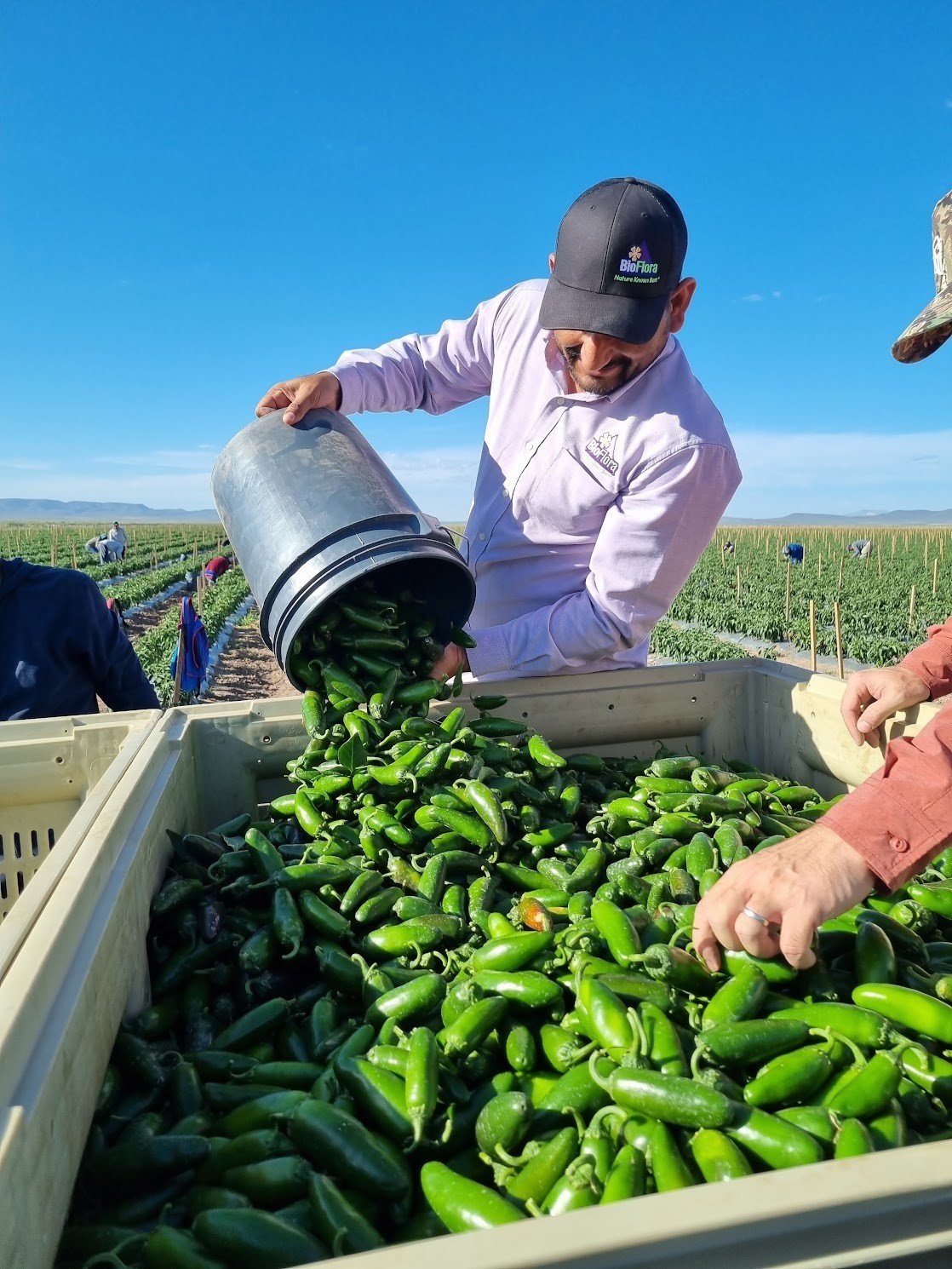 Jalapeño Fresco